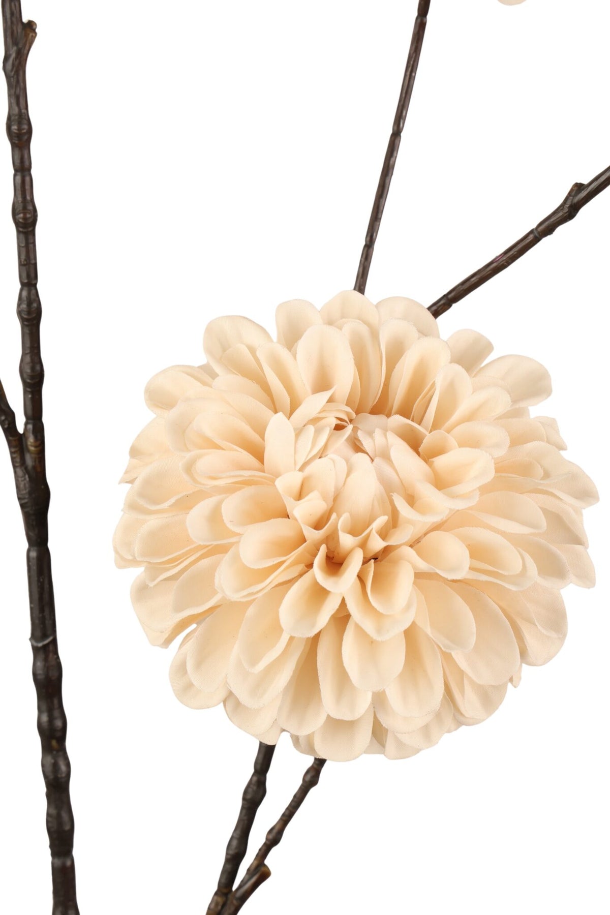Dahlia tak - Cream