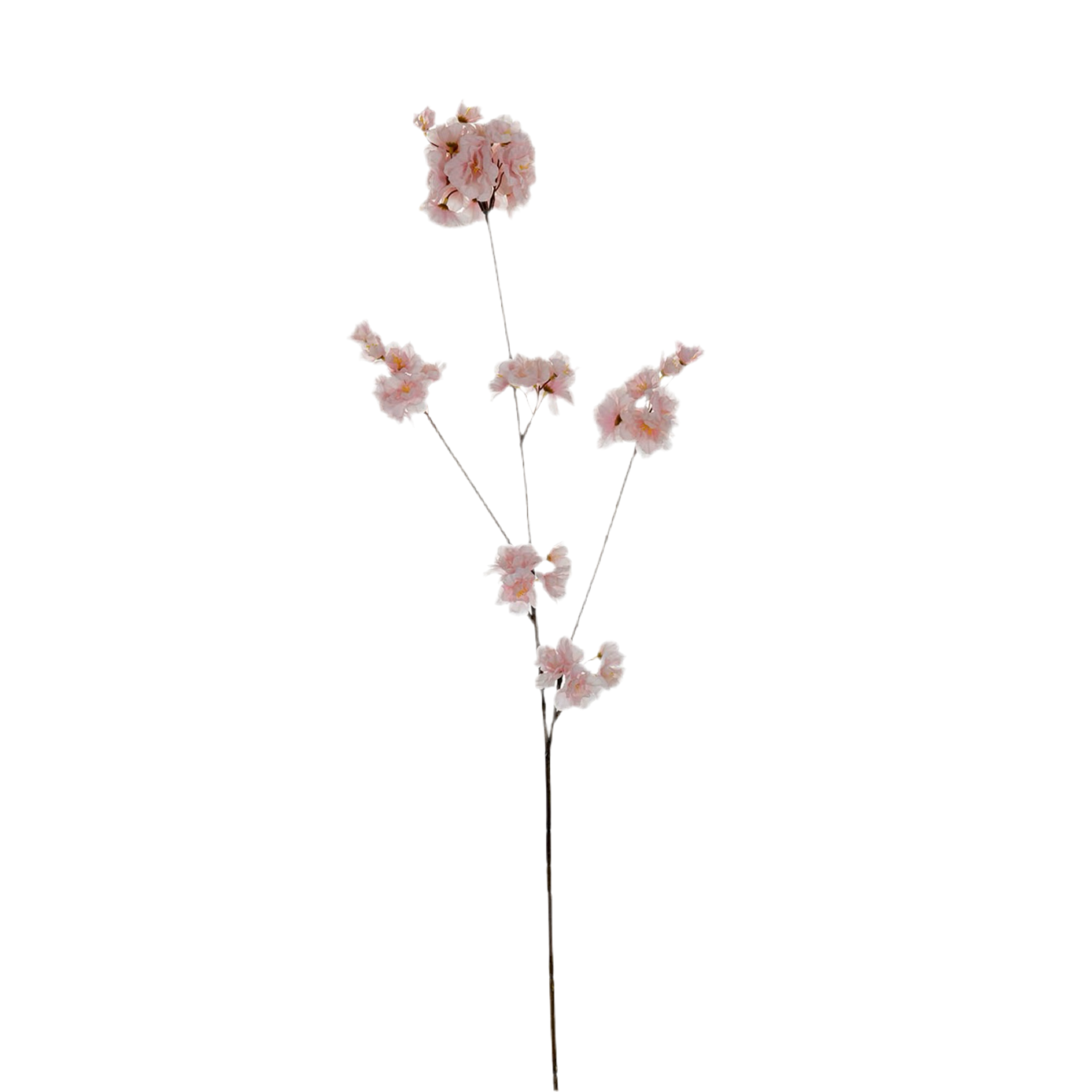 Prunus Malaga spray pink