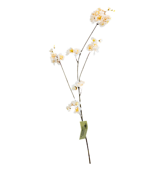 Prunus Malaga spray beige