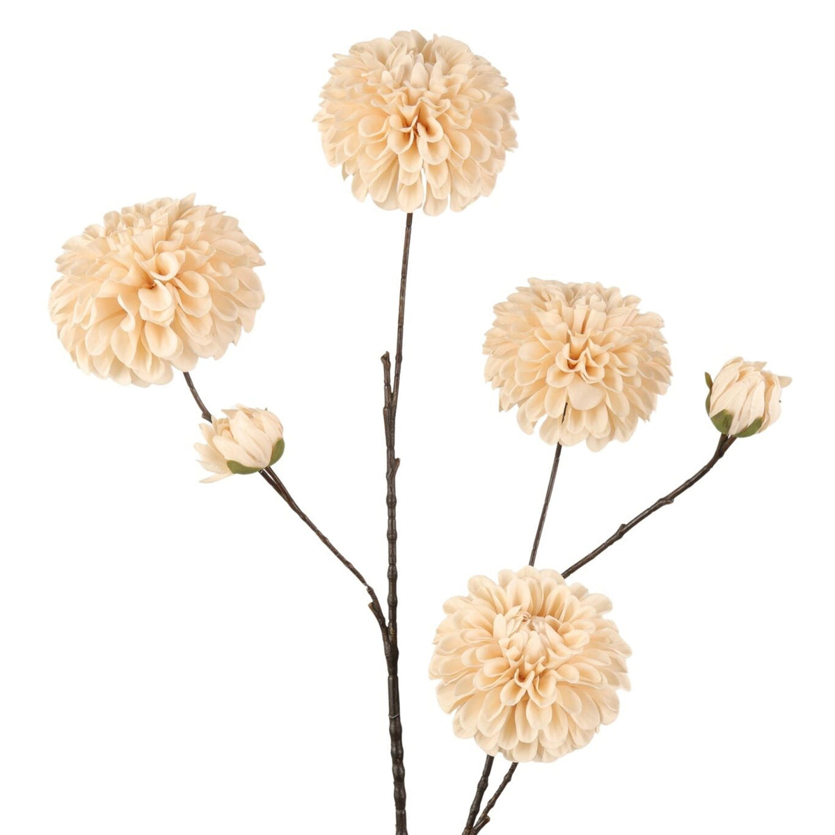 Dahlia tak - Cream